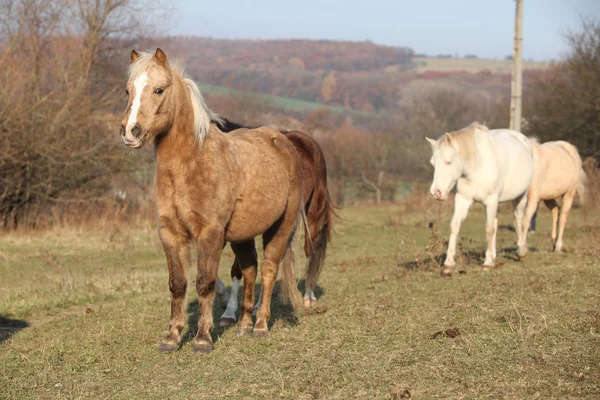Пакет лошадей на осеннем пастбище — стоковое фото