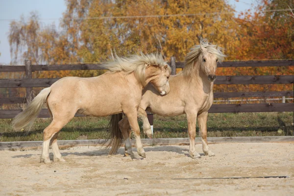 Två fantastiska hingstar spela tillsammans — Stockfoto