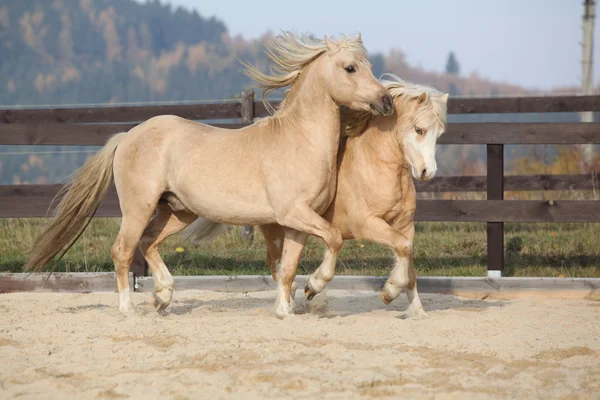 一緒に遊ぶ 2 つの驚くべき種牡馬 — ストック写真