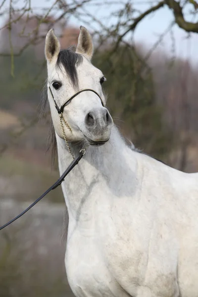 Incrível cavalo árabe com show halter — Fotografia de Stock