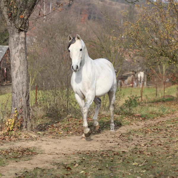 White arabian stallion running — Stock Photo, Image