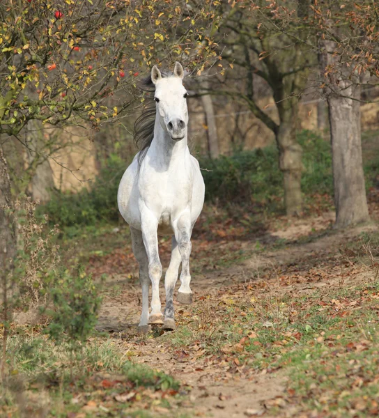 Weißer arabischer Hengst läuft — Stockfoto