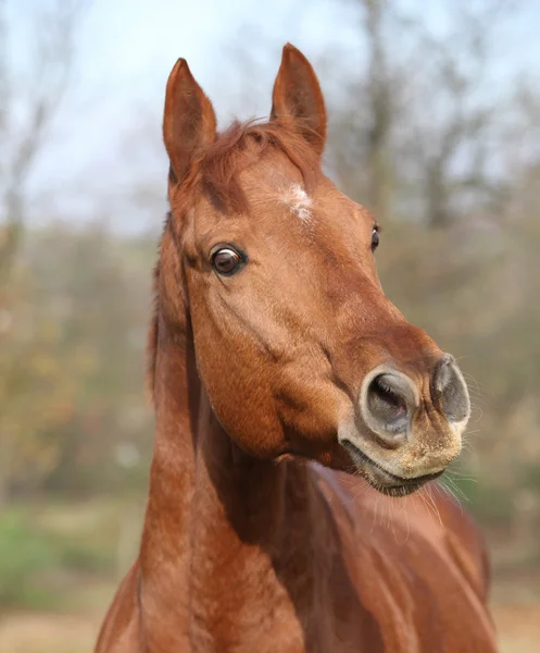 あなたを見て素敵な栗の馬 — ストック写真