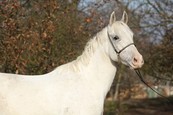 Belo cavalo branco em pastagem — Fotografia de Stock