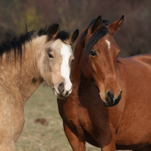 Zwei Pferde schauen dich an — Stockfoto