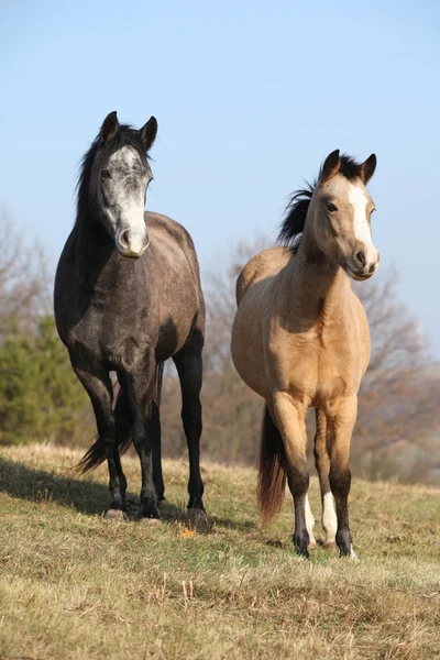 Two horses looking at you — Stock Photo, Image