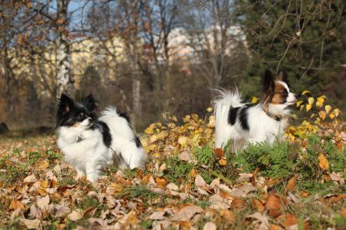 Muhteşem papillons Güz