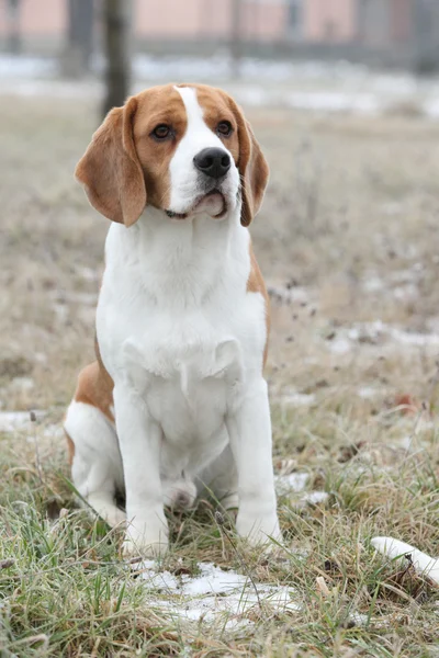 Prachtige beagle op zoek — Stockfoto
