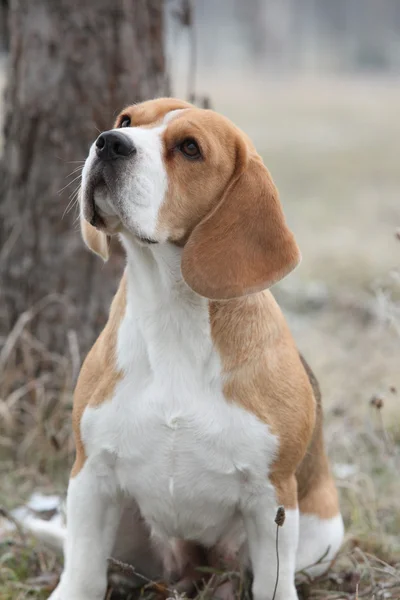 Hermoso beagle buscando — Foto de Stock