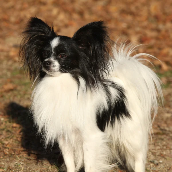 Papillon lindo no outono — Fotografia de Stock