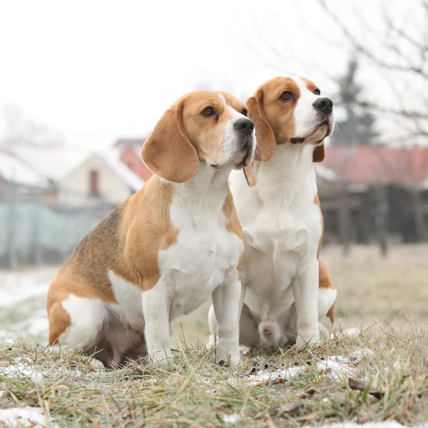 Fantastiska beagles i vinterträdgården — Stockfoto