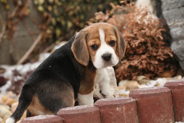 Schöner Beagle-Welpe im Winter — Stockfoto