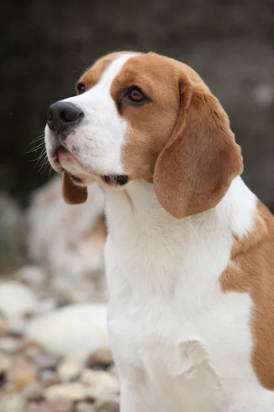 Prachtige beagle op zoek — Stockfoto