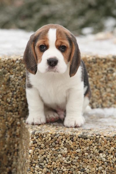 Schöner Beagle-Welpe im Winter — Stockfoto