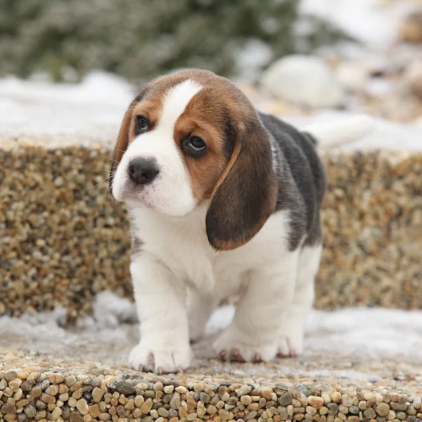 Bellissimo cucciolo di beagle in inverno — Foto Stock