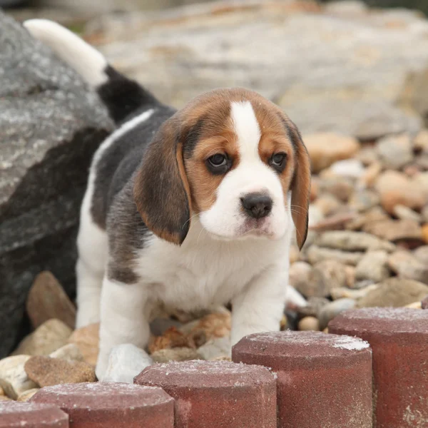 Schöner Beagle-Welpe im Winter — Stockfoto