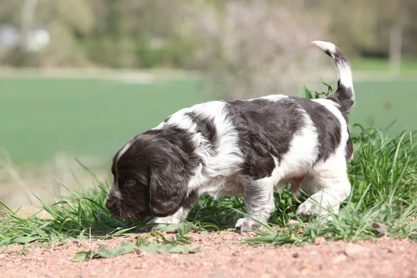 Incredibile cane da quaglia tedesco che si muove in giardino — Foto Stock