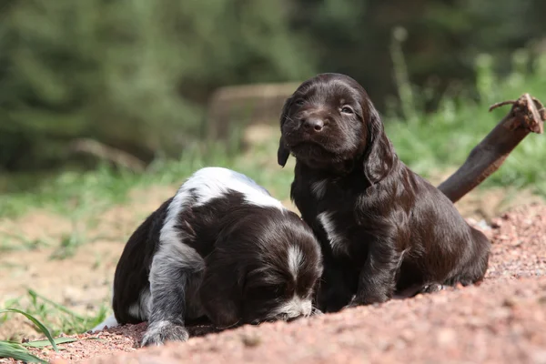 Hermosos cachorros de perro codorniz alemán — Foto de Stock