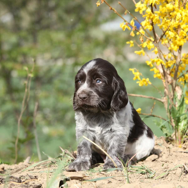 Mooie puppy van Duits Quail hond — Stockfoto
