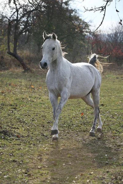 White arabian stallion running — Stock Photo, Image