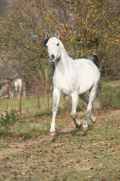 Semental árabe blanco corriendo — Foto de Stock