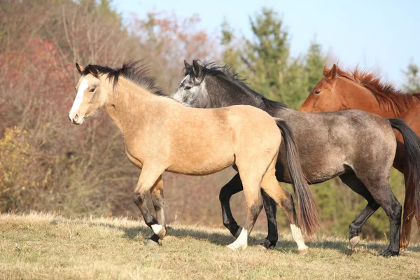 Lotto di cavalli in esecuzione in autunno — Foto Stock