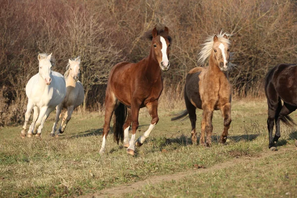 Пакет лошадей бежит осенью — стоковое фото