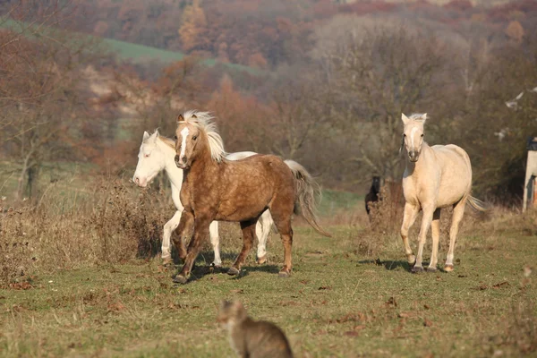 Lote de cavalos correndo no outono — Fotografia de Stock