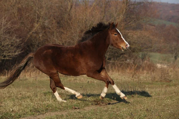 Bonito pony corriendo —  Fotos de Stock