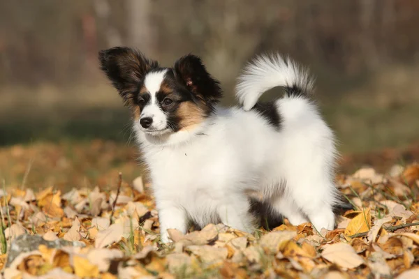 Geweldige paillon puppy in de herfst — Stockfoto