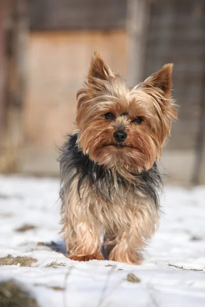 在冬天的美丽约克夏犬。 — 图库照片