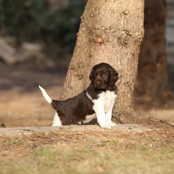 Cachorro de Munsterlander pequeño —  Fotos de Stock