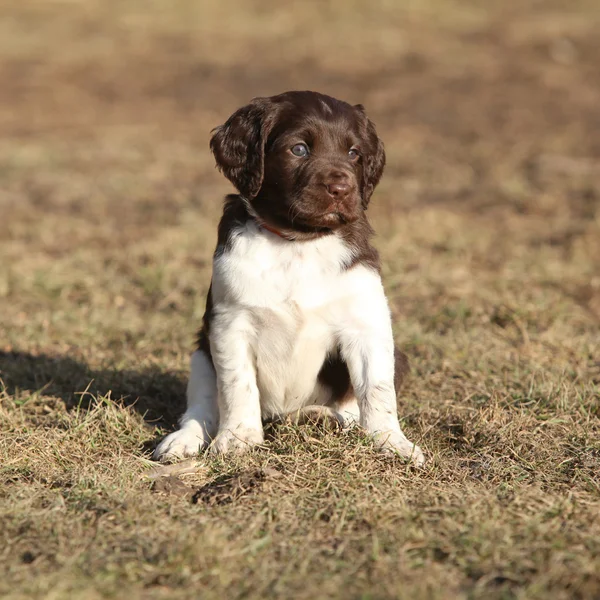 Puppy van kleine Munsterlander — Stockfoto