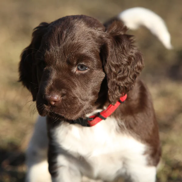 Puppy of Small Munsterlander — Stock Photo, Image