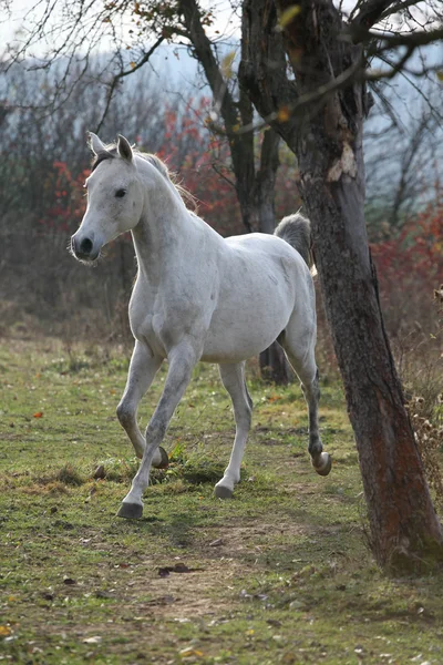 White arabian stallion running — Stock Photo, Image