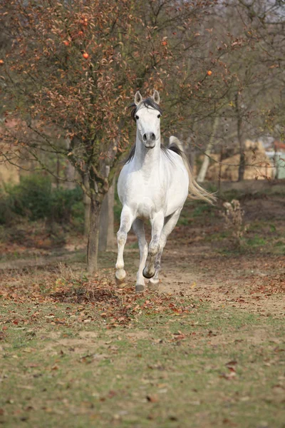 白色的阿拉伯种马运行 — 图库照片