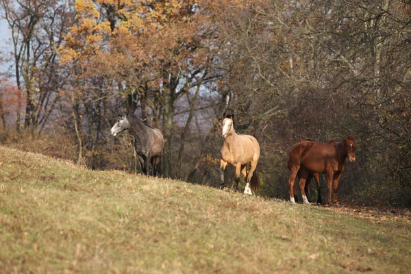 Pferderennen im Herbst — Stockfoto