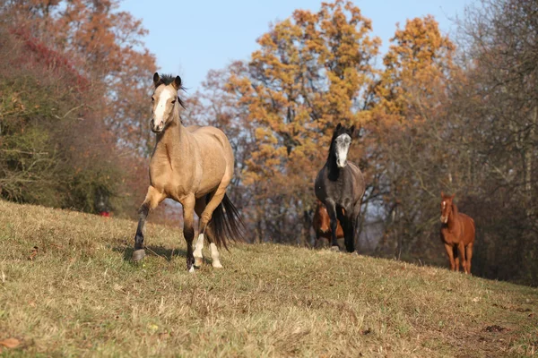 Lotto di cavalli in esecuzione in autunno — Foto Stock