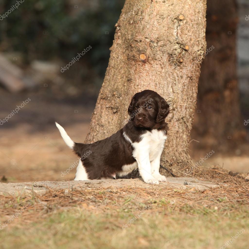 Kleine Munsterlander German Munsterlander Puppies For Sale