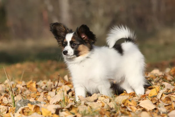 Filhote de cachorro paillon incrível no outono — Fotografia de Stock