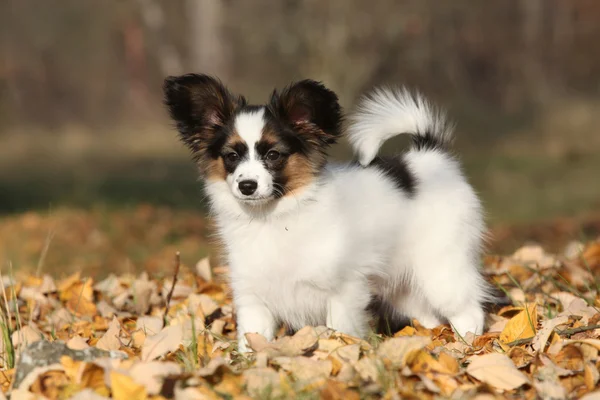 Increíble cachorro de paillon en otoño —  Fotos de Stock