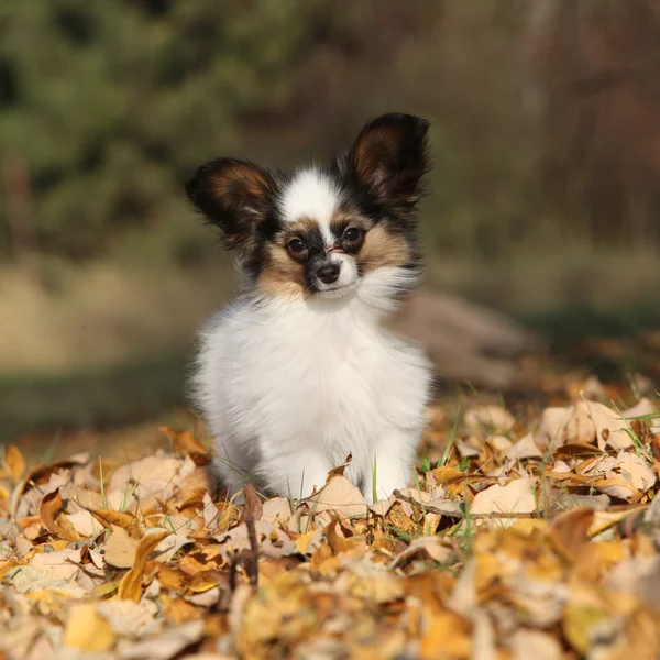Amazing paillon puppy running in autumn — Stock Photo, Image