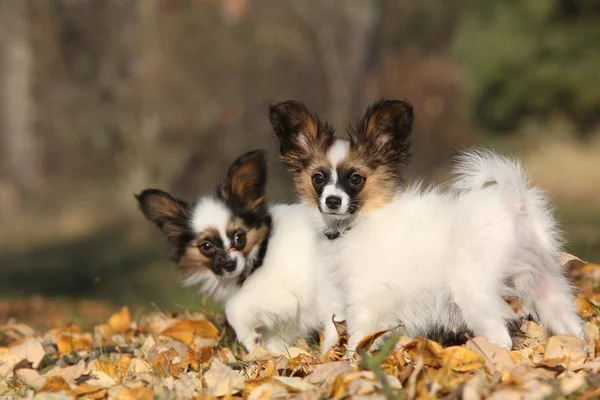 Increíbles cachorros de paillon en otoño —  Fotos de Stock