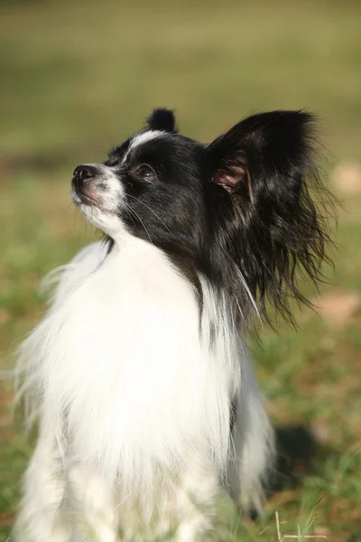 Gorgeous papillon in autumn — Stock Photo, Image