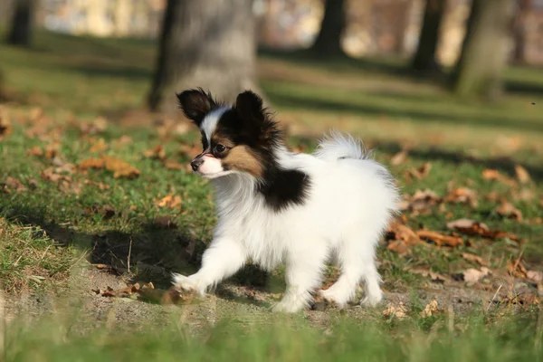 Incrível cachorro paillon correndo no outono — Fotografia de Stock