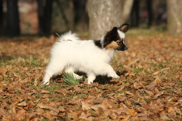 Increíble cachorro de paillon corriendo en otoño —  Fotos de Stock