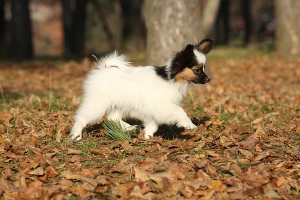 Incrível cachorro paillon correndo no outono — Fotografia de Stock