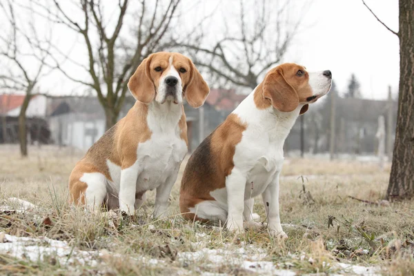 Amazing beagles in winter garden — Stock Photo, Image