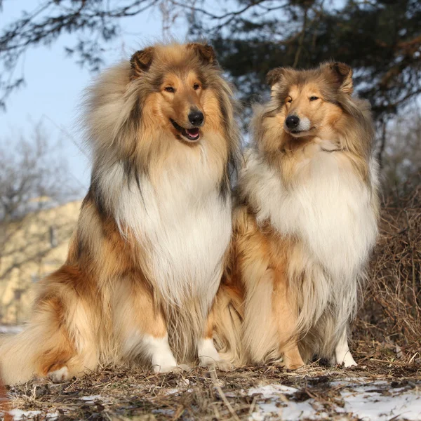 Dos hermosos collies escoceses en el bosque —  Fotos de Stock