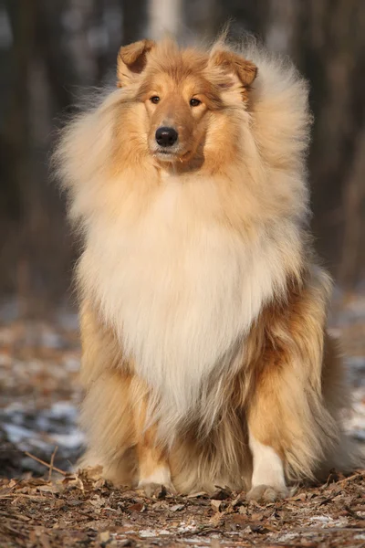 Schöner scotch collie im wald — Stockfoto